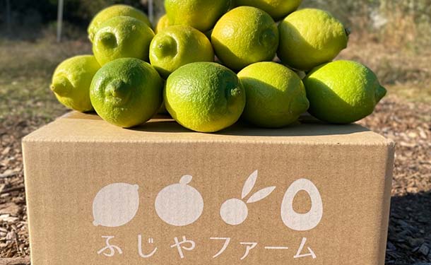 大崎上島産「【訳あり】瀬戸内レモン」5kg - Image 2