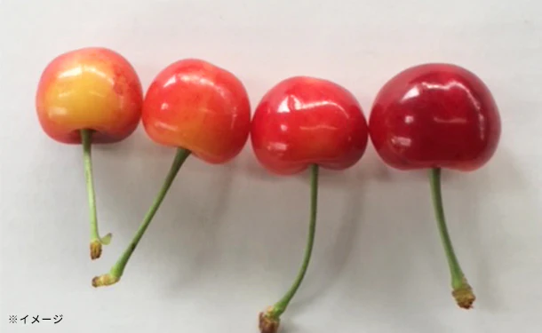 「紅秀峰お徳用バラ詰」1kg - Image 3