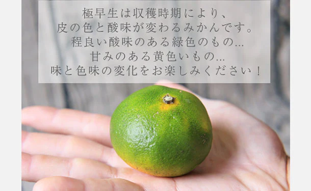 愛媛県産「吉田みかん 極早生」3kg - Image 3