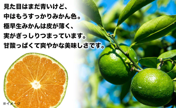 愛媛県産「訳あり 極早生みかん（2S-L）」10kg - Image 3