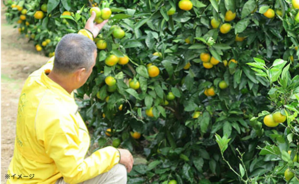 愛媛県産「訳あり 極早生みかん（2S-L）」10kg - Image 5