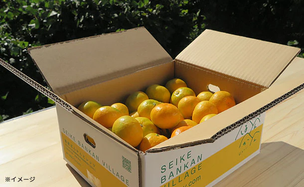 愛媛県産「秀品 極早生みかん(2S-S)」3kg