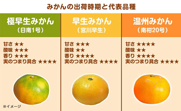 愛媛県産「秀品 極早生みかん(2S-S)」3kg - Image 4