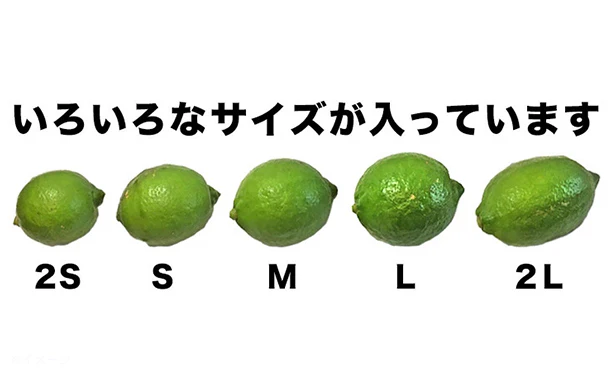 愛媛県産「訳あり レモン（2S-2L）」3kg - Image 3