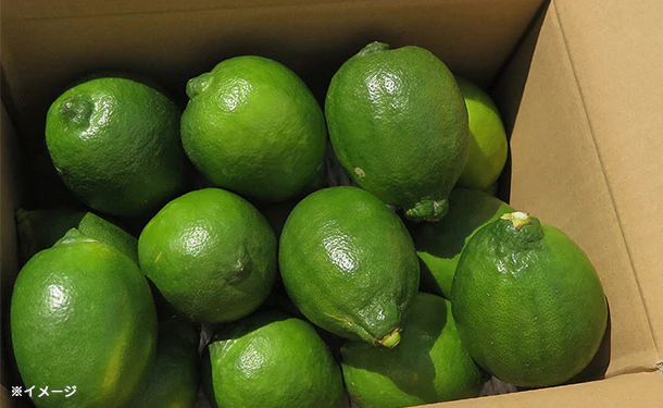 愛媛県産「訳あり レモン（2S-2L）」5kg