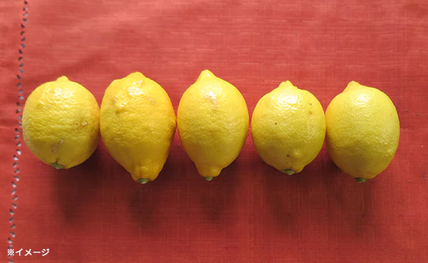 愛媛県産「訳あり レモン（2S-2L）」10kg - Image 4