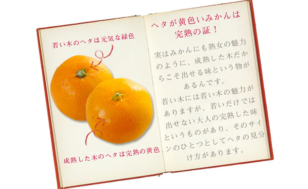 愛媛県産「吉田みかん」2kg - Image 3