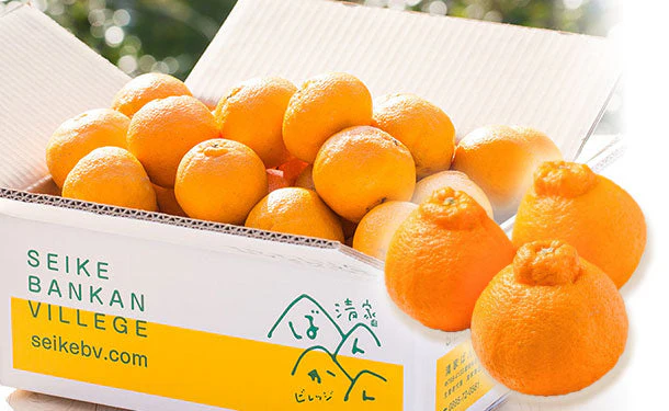 愛媛県産「訳あり 不知火（デコポン）」約10kg