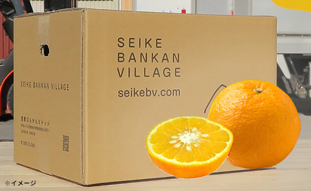 愛媛県産「甘夏柑（L-3L）」10kg