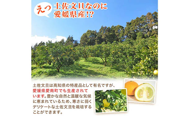 愛媛県産「規格外土佐文旦（M-4L）」5kg - Image 4