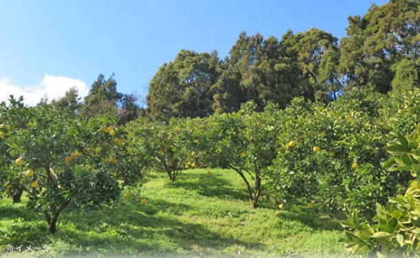 愛媛県産「訳あり土佐文旦（L-4L）」5kg - Image 3