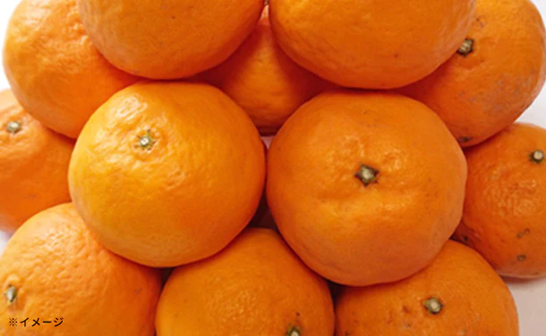 愛媛県産「お試し 訳ありなつみ（2S-2L）」3kg