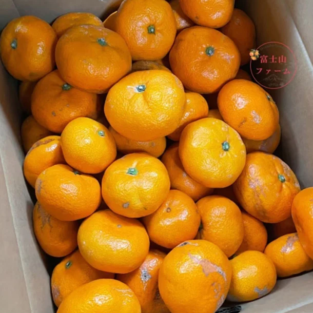 静岡県沼津産「訳ありみかん寿太郎」3kg - Image 2