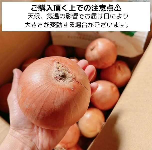 【Kuradashiオリジナル】市場直送！つやつや玉ねぎ 約10kg - Image 5