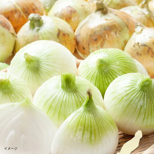 淡路島産「訳ありフルーツ新玉ねぎ（不揃い）」約10kg