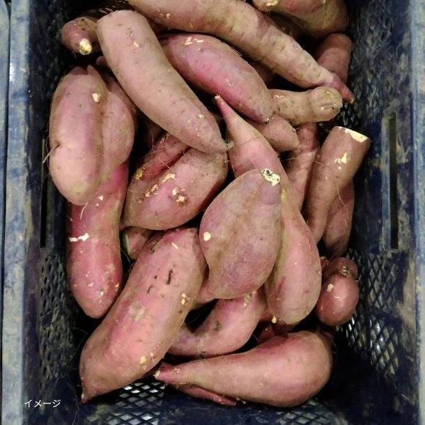「島津甘藷（紅はるか）規格外品 さつまいも」4kg