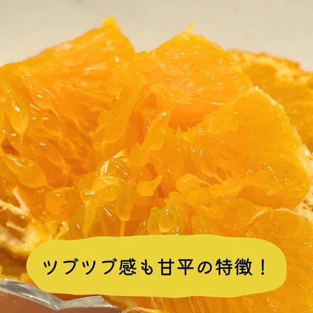 愛媛県産「訳あり 甘平」5kg - Image 2