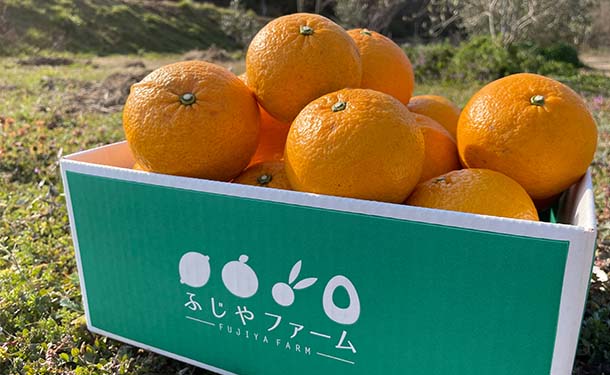 広島県大崎上島産「甘夏」5kg（約15～18個前後）