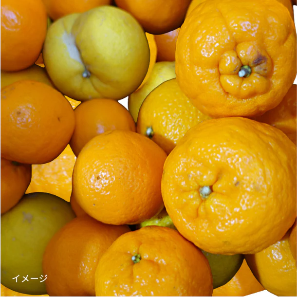 愛媛県産「訳あり 柑橘詰め合わせ」5kg