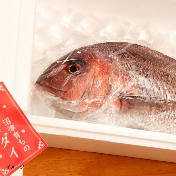 「鯛の漬け刺身」40g - Image 4