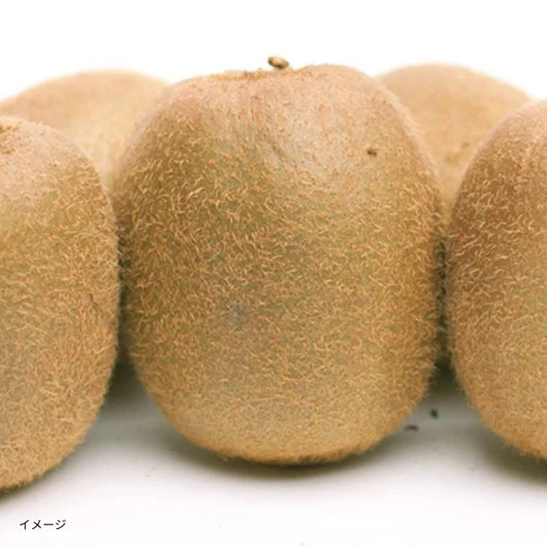 和歌山県産「訳ありキウイフルーツ キズあり・サイズ混合」2.5kg