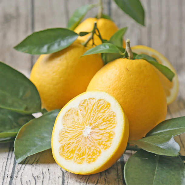 愛媛県産「宇和島ゴールド 家庭用・サイズMIX」8kg