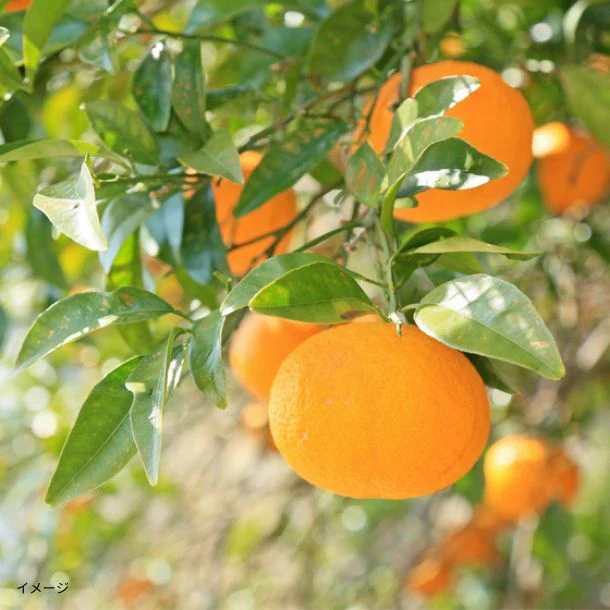 愛媛県産「甘夏 家庭用・サイズMIX」8kg - Image 2