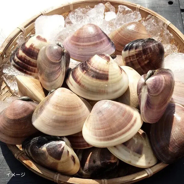 千葉県産「活はまぐり（砂ぬき済）」5kg