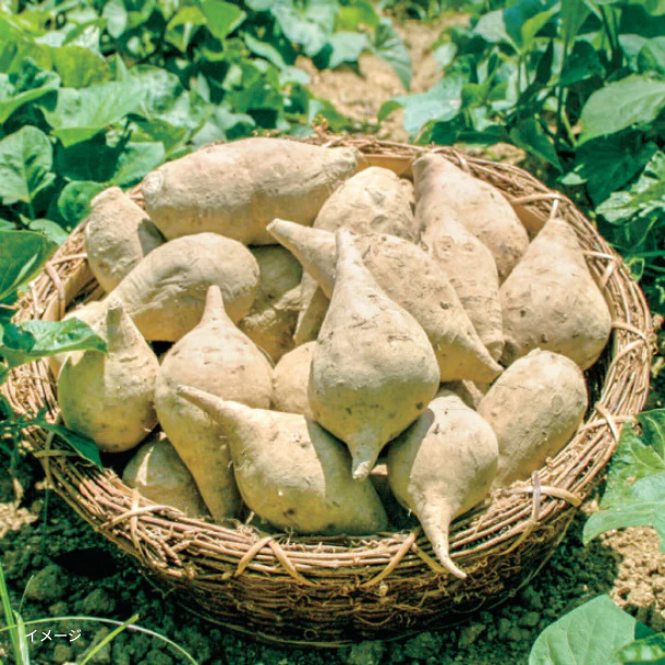 愛媛県産「七福芋」2kg