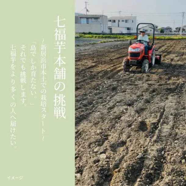愛媛県産「七福芋」2kg - Image 3