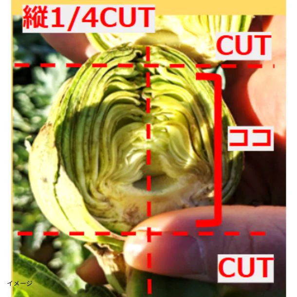「アーティチョーク」500g - Image 5
