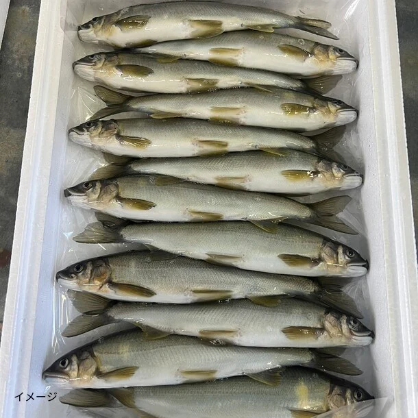 高知県産「鮎」1kg