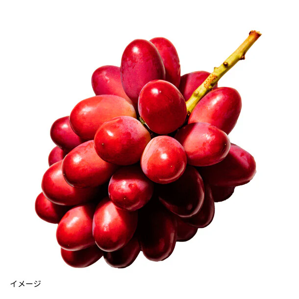 島根県産「島根ぶどう 神紅」約1kg - Image 2